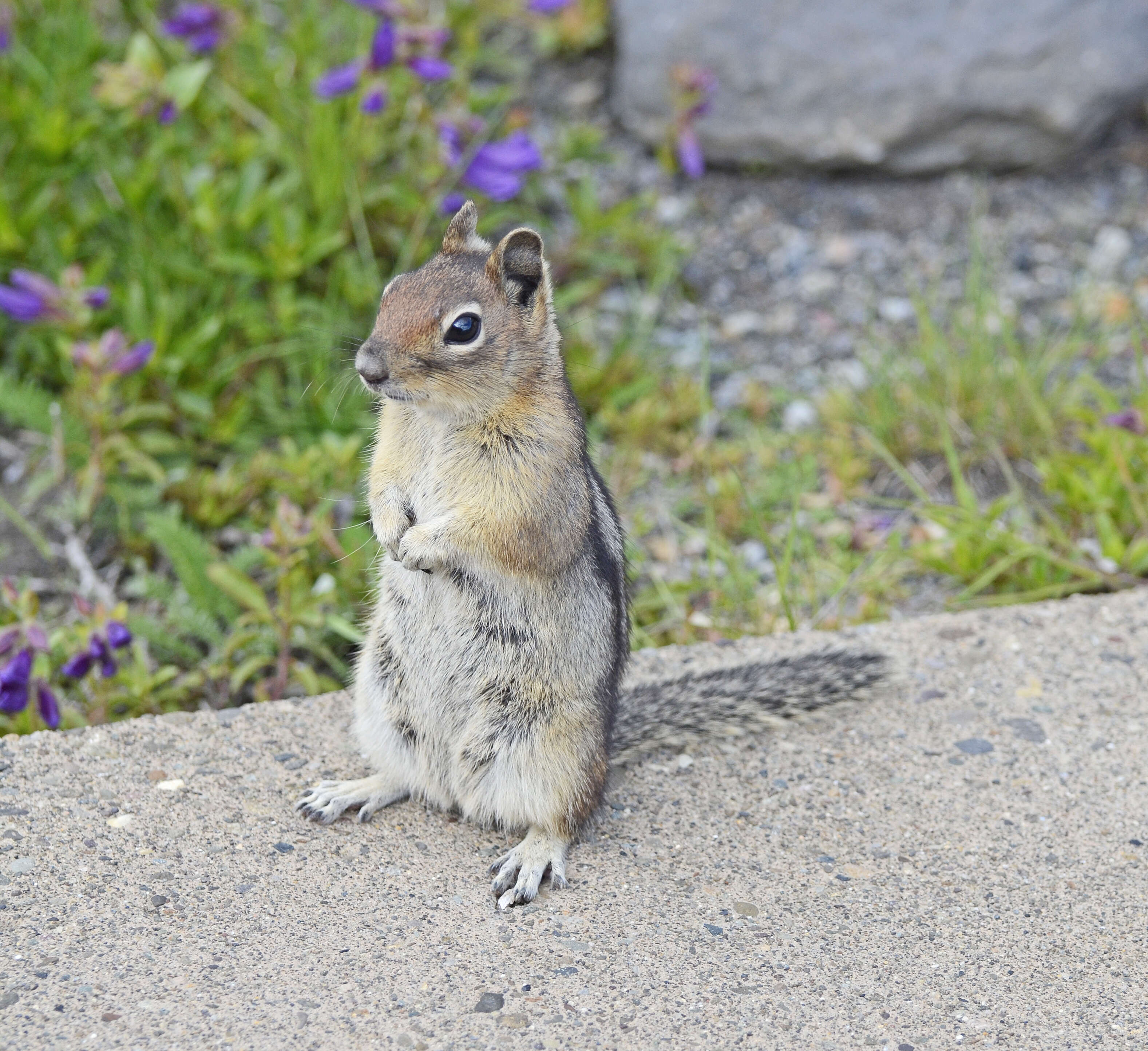 Callospermophilus Merriam 1897 resmi