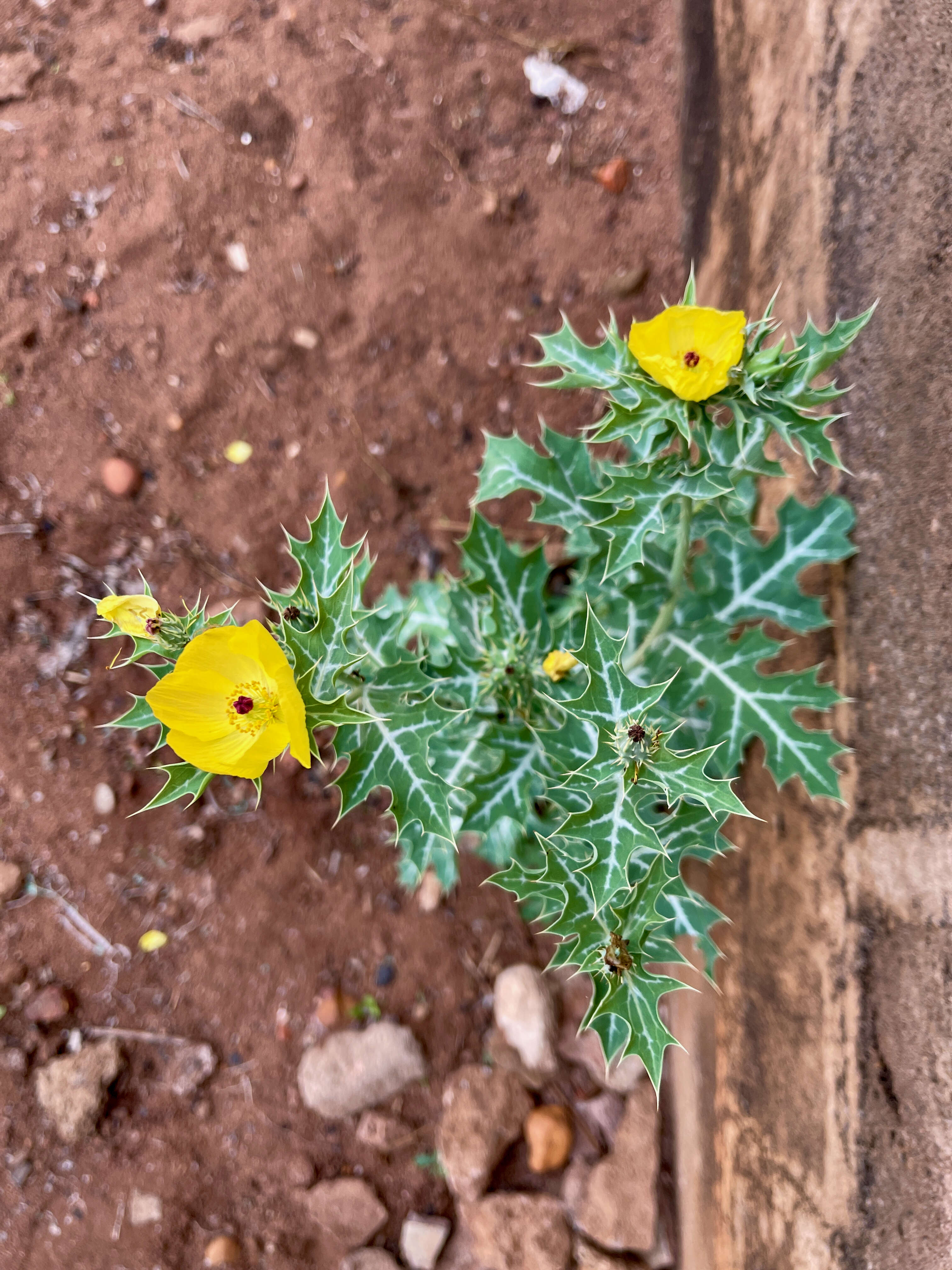 Image of Mexican pricklypoppy