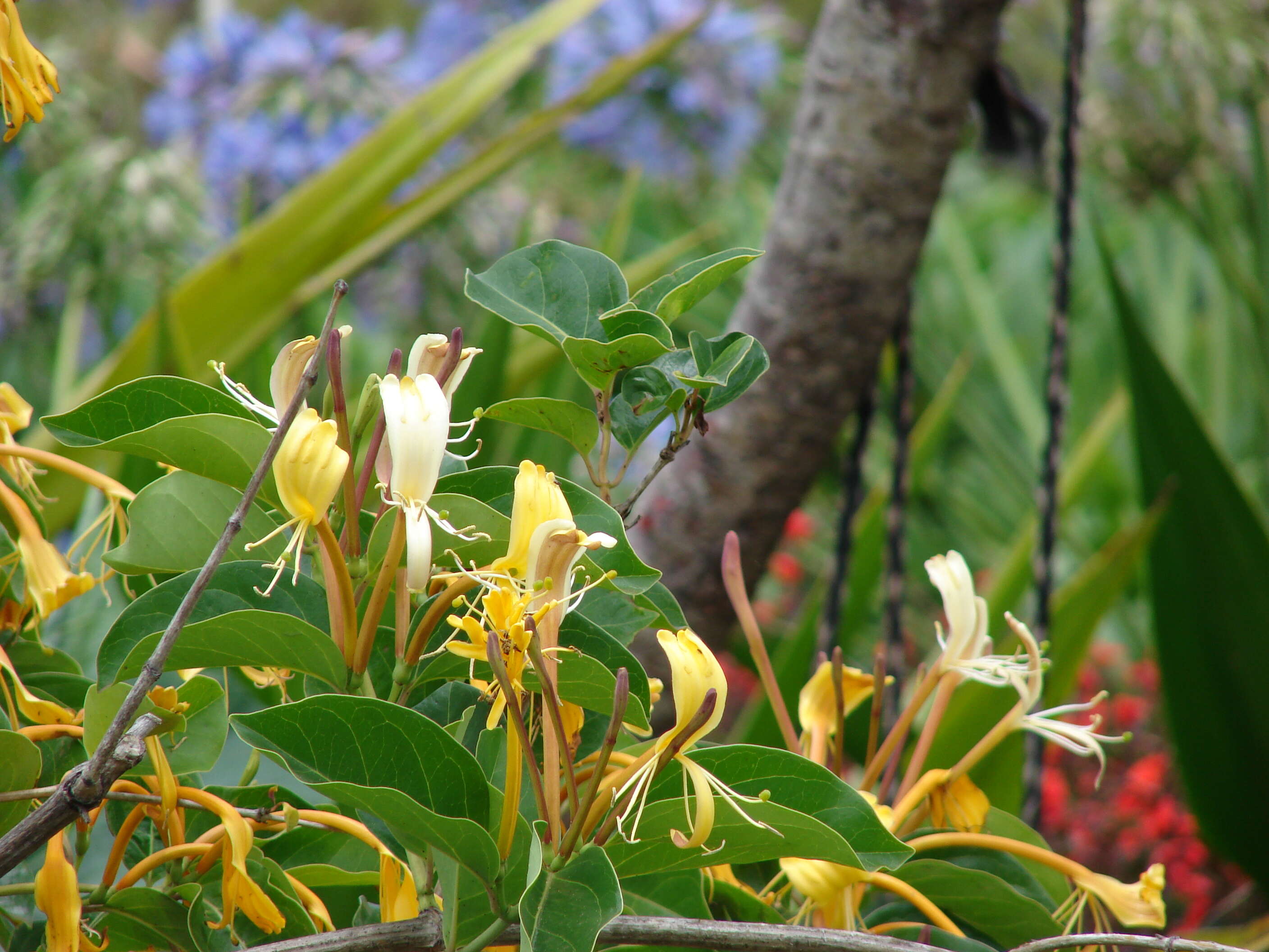 Image of Lonicera hildebrandiana Collett & Hemsl.