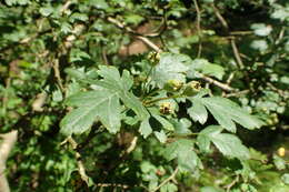 Image of Crataegus microphylla C. Koch