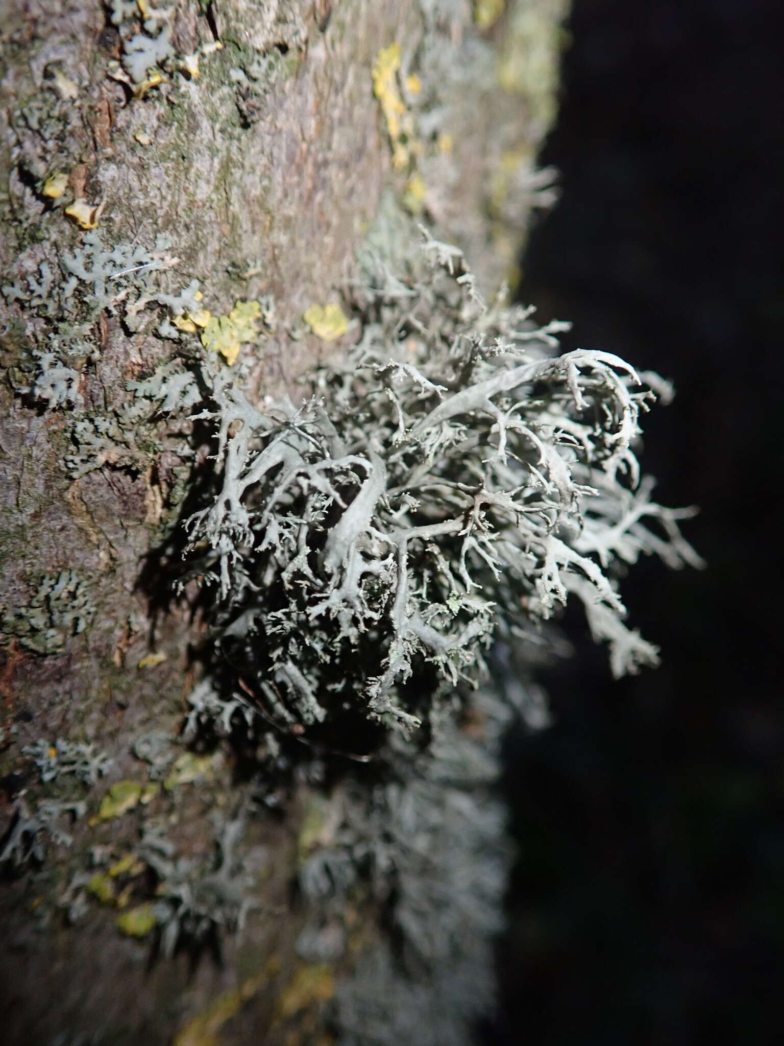 Image of cartilage lichen