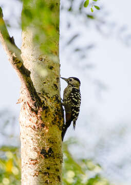 Image of Fulvous-breasted Woodpecker