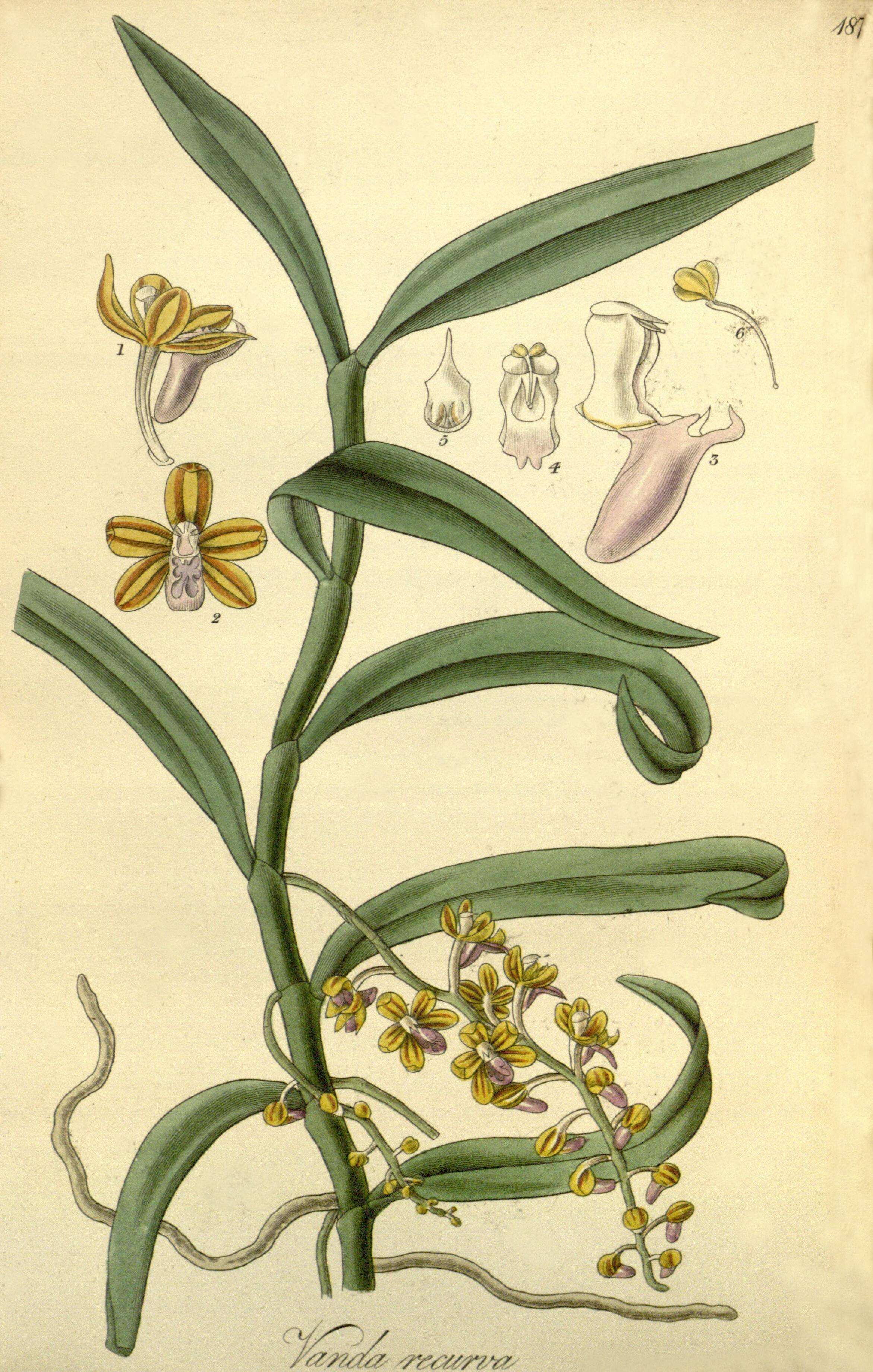 Image of Bird-head Orchid