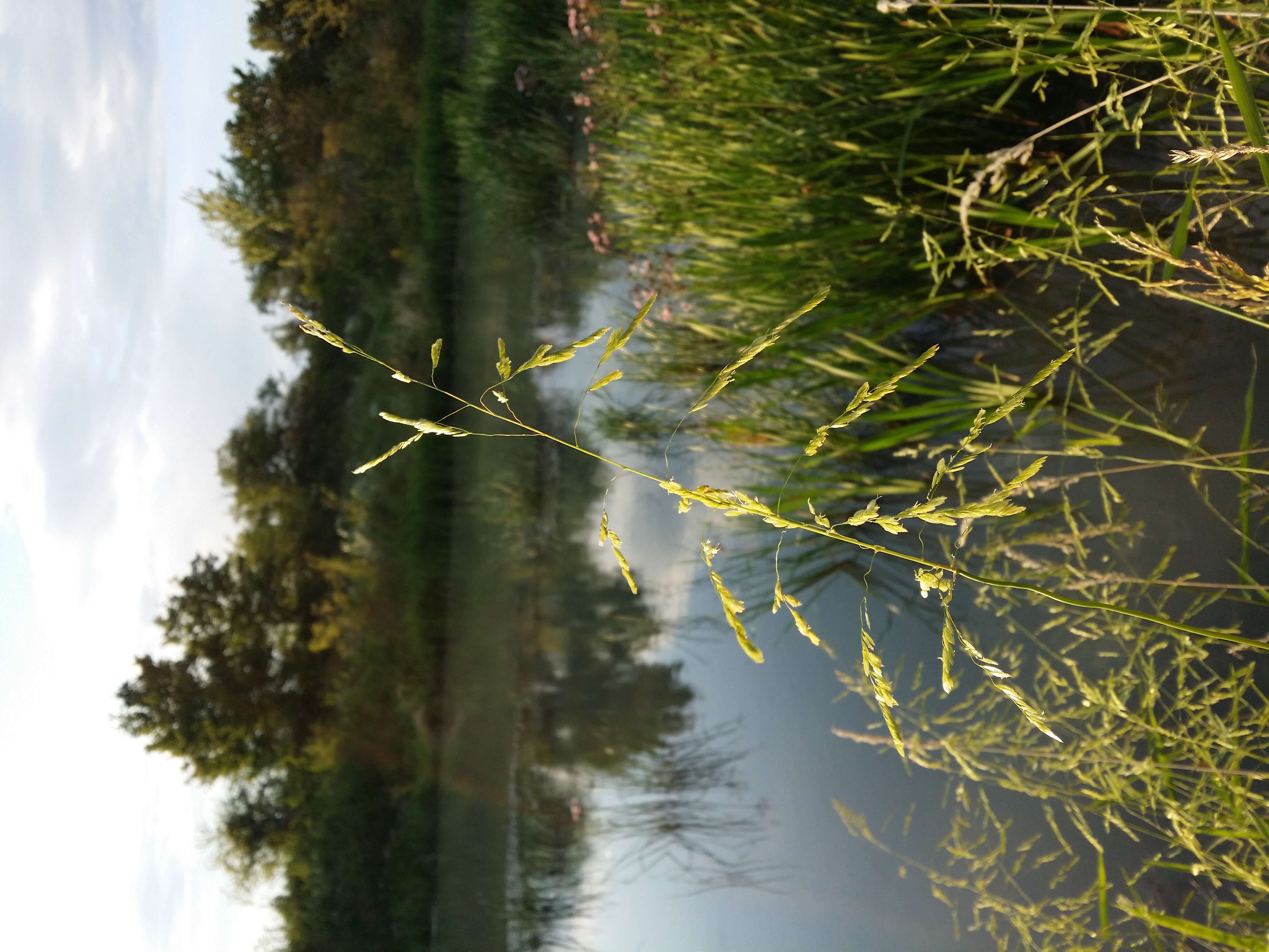 Image of Cut-grass