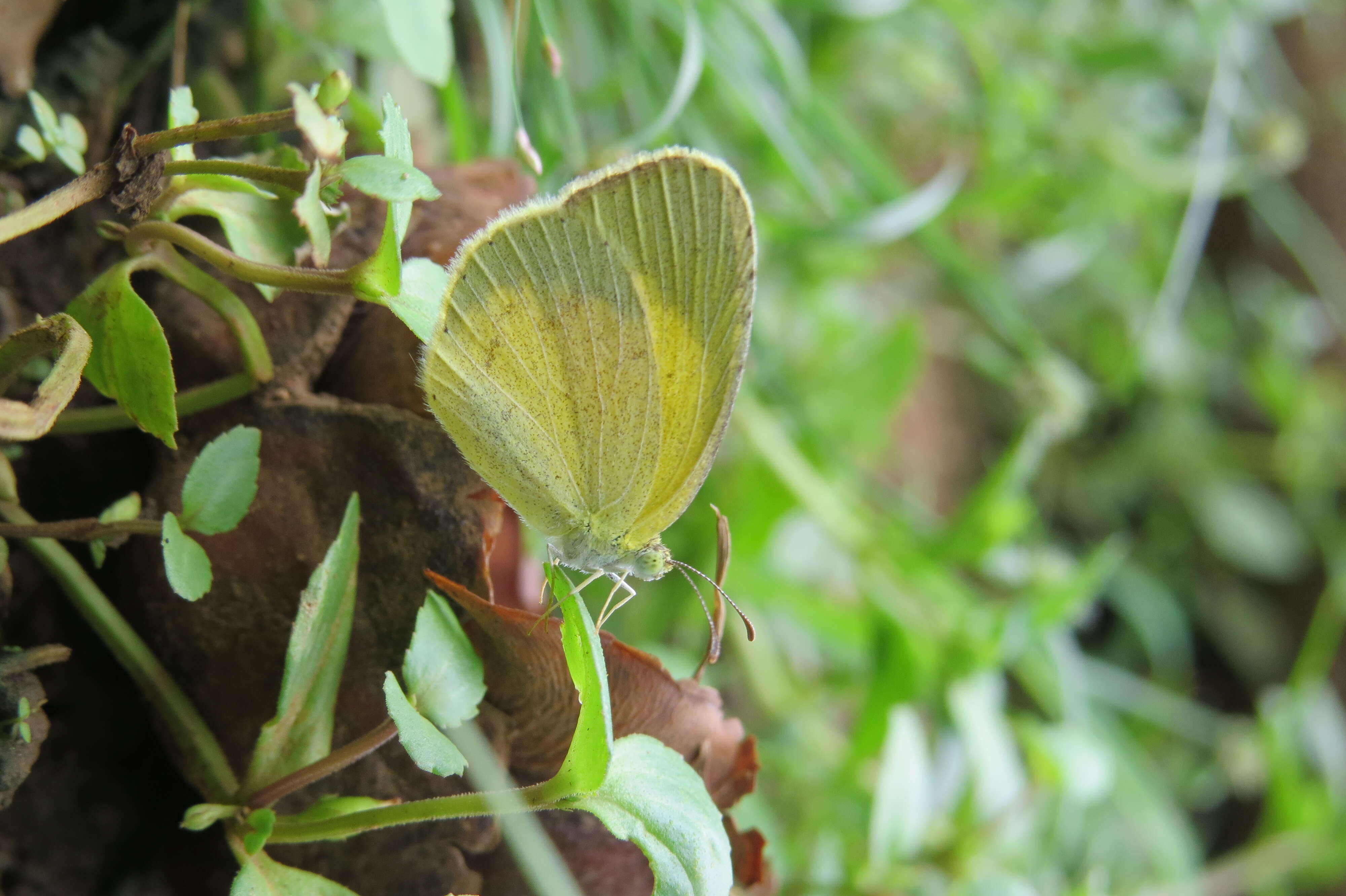 Image of Broad-bordered Grass Yellow