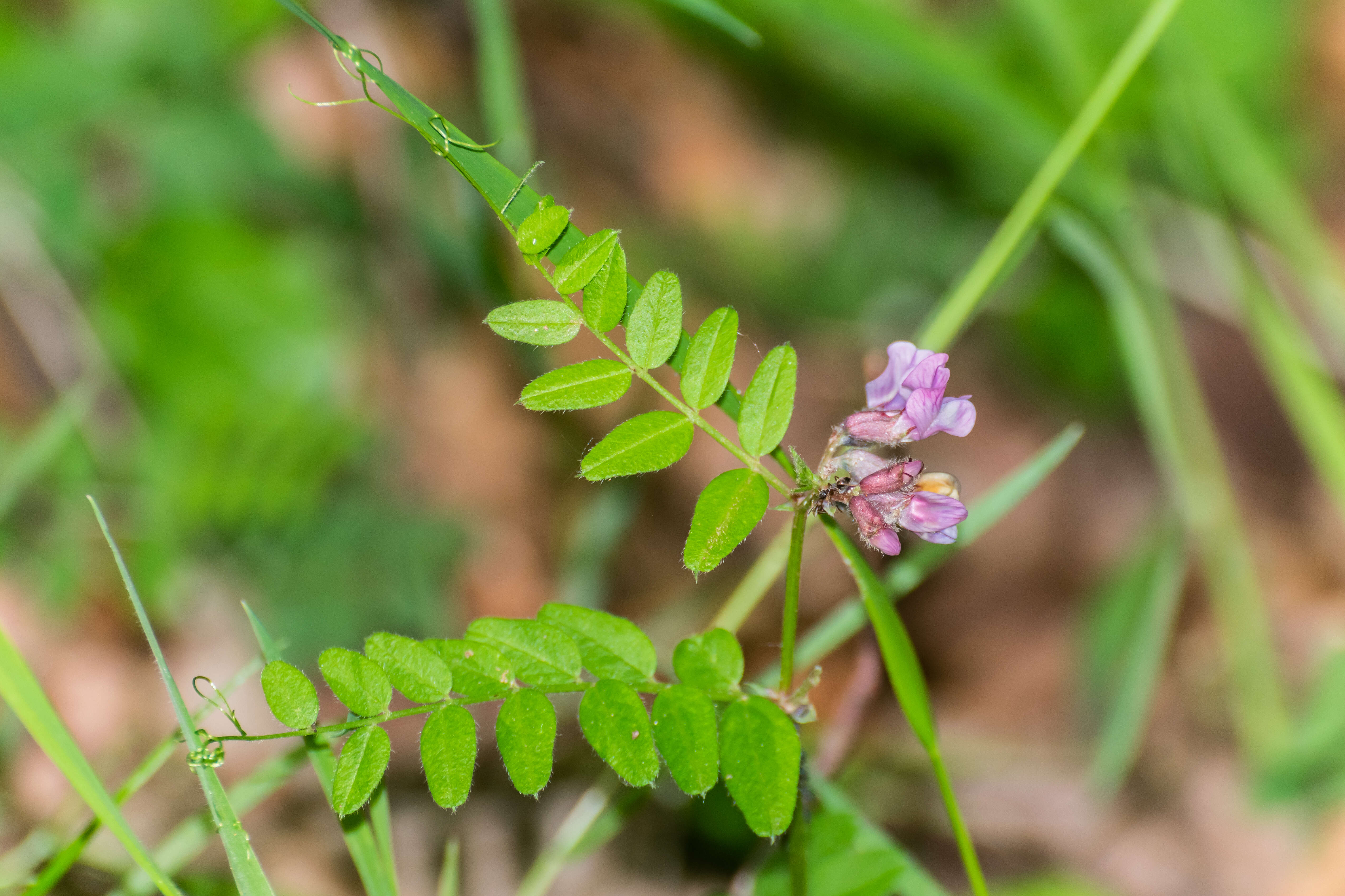 Image of bush vetch