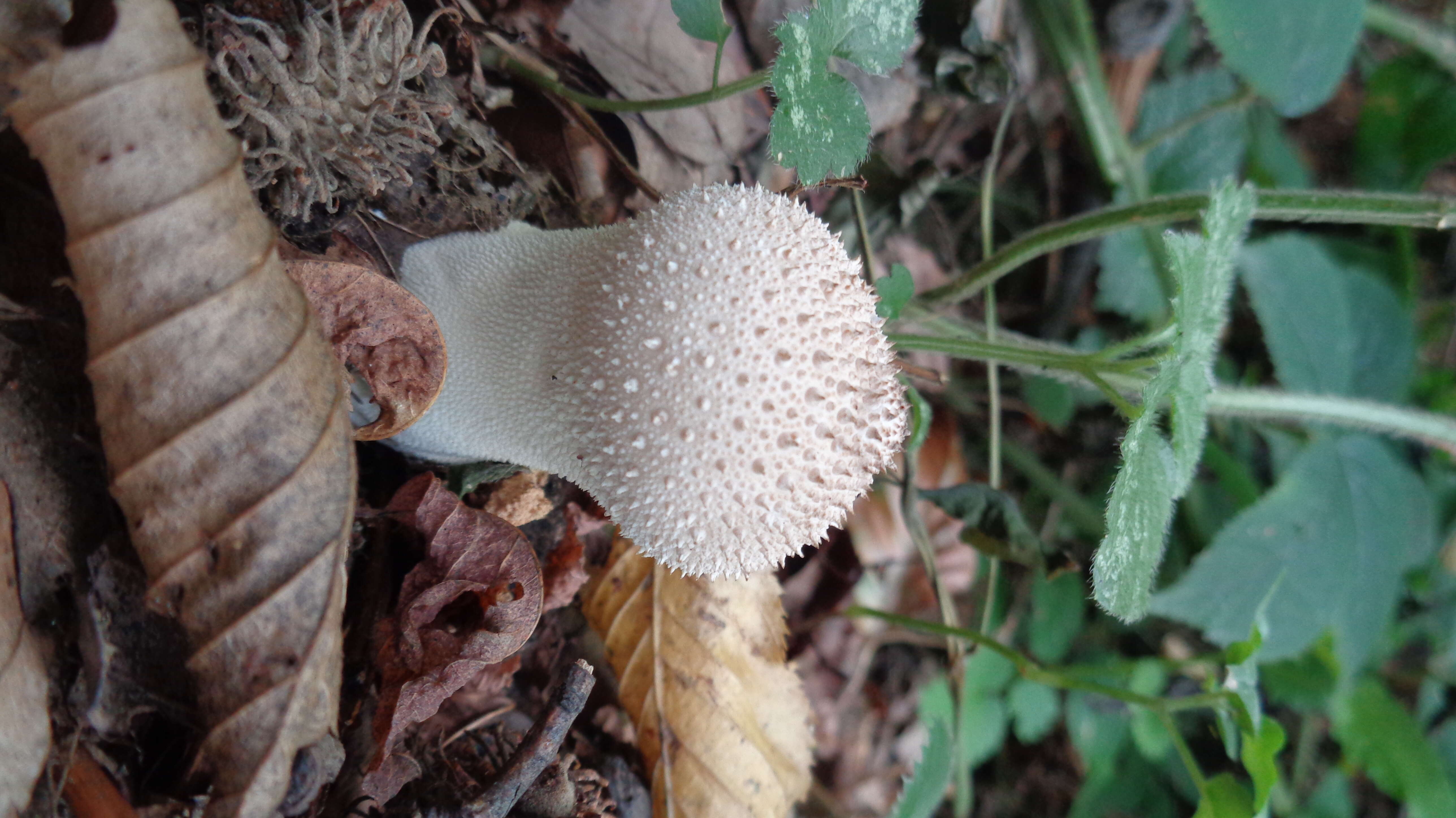 Imagem de Lycoperdon perlatum Pers. 1796