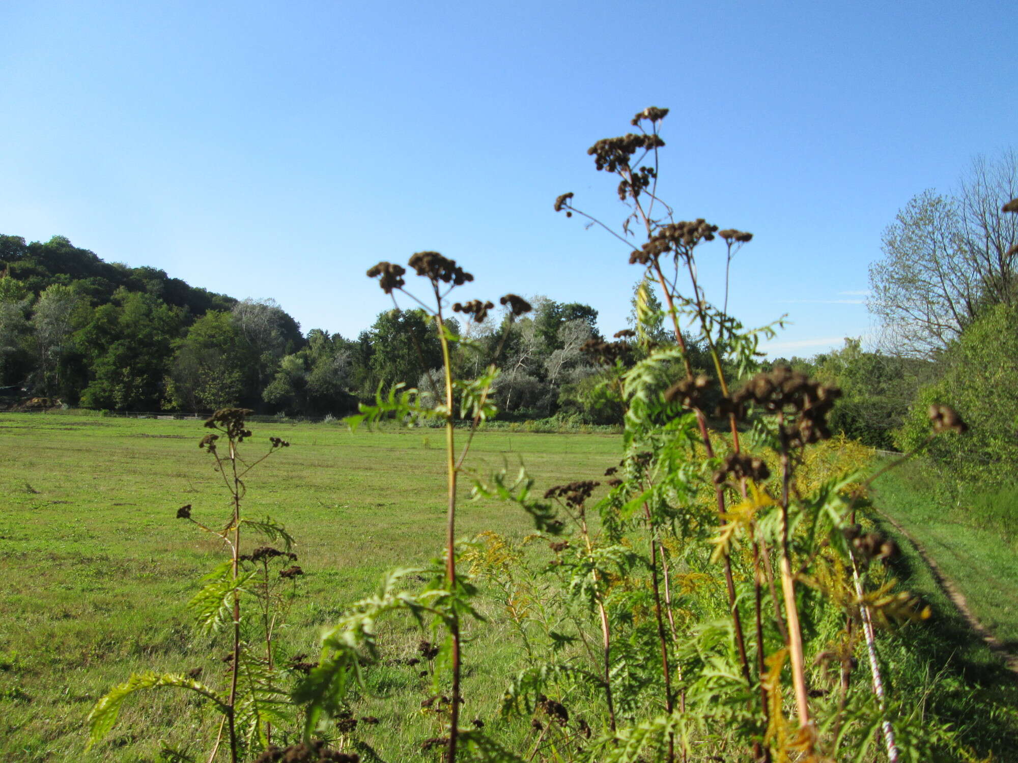 Image of common tansy