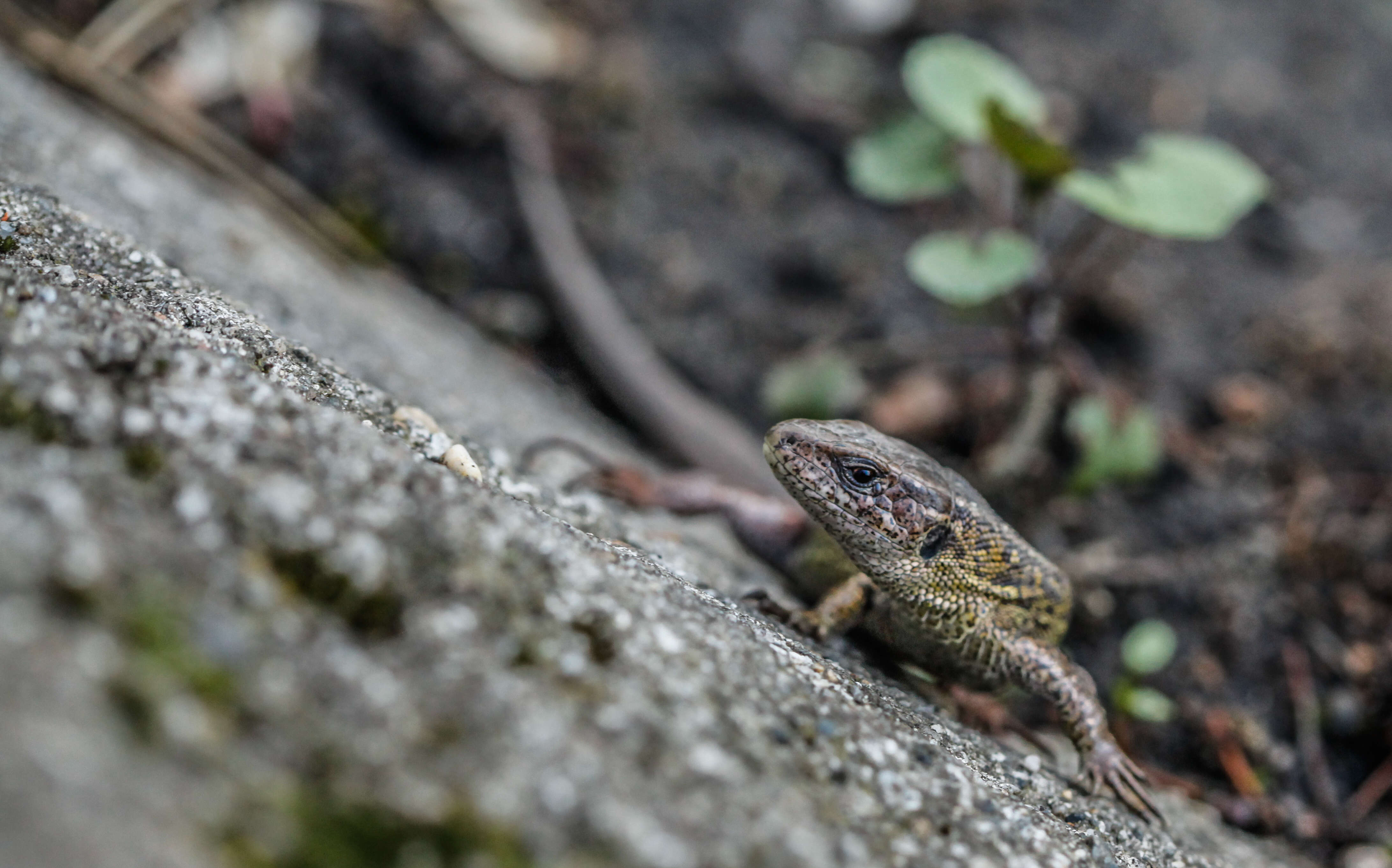 Image of Sand Lizard