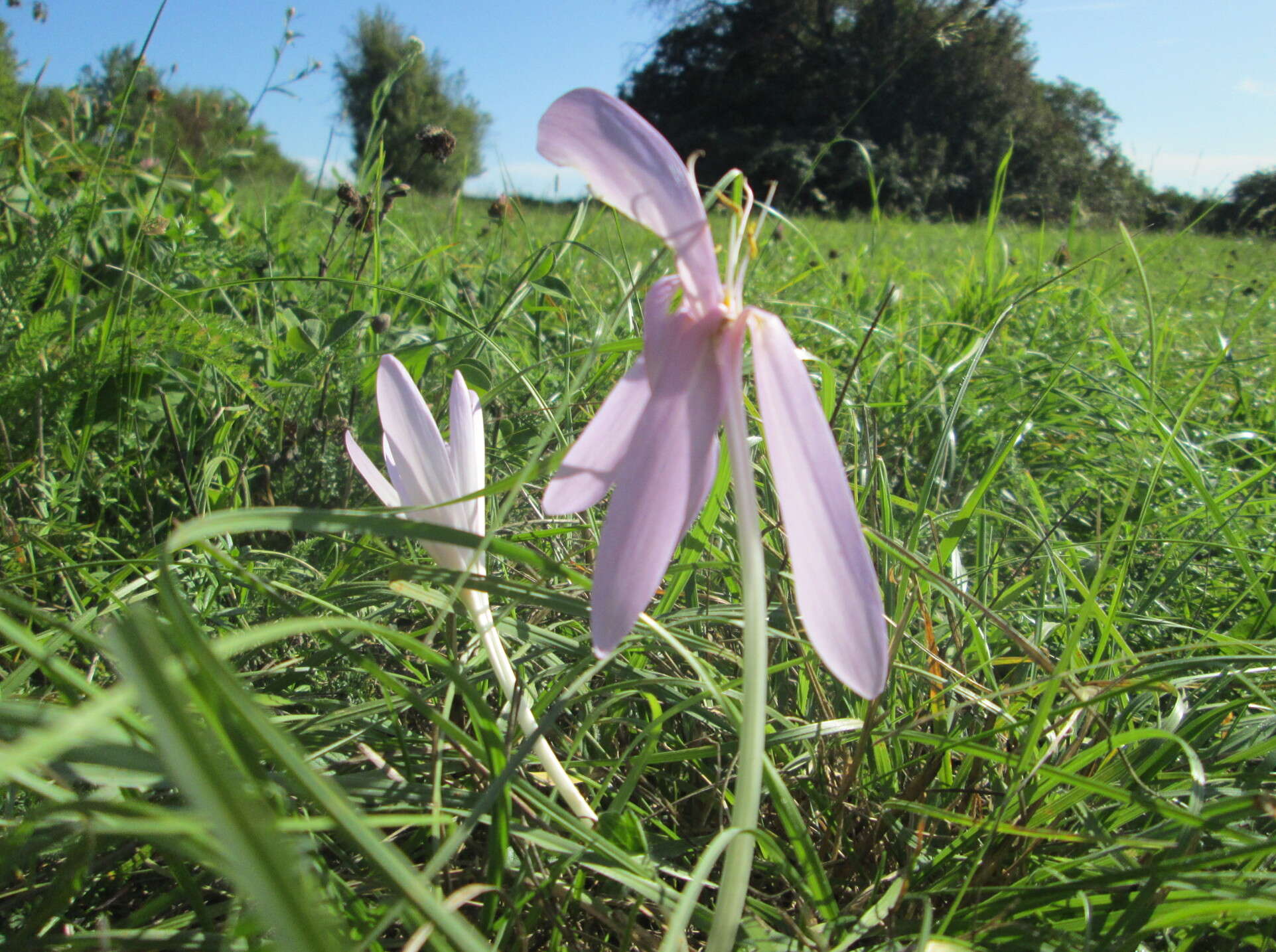 Image of Autumn crocus