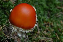 Image of Fly agaric