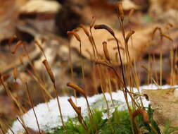 Image of undulate atrichum moss