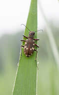 Image of Northern dune tiger beetle