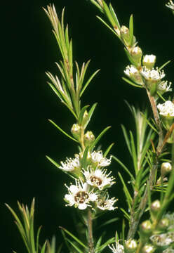 Image of Kunzea linearis (Kirk) de Lange & Toelken