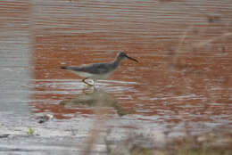 Image of Gray-tailed Tattler