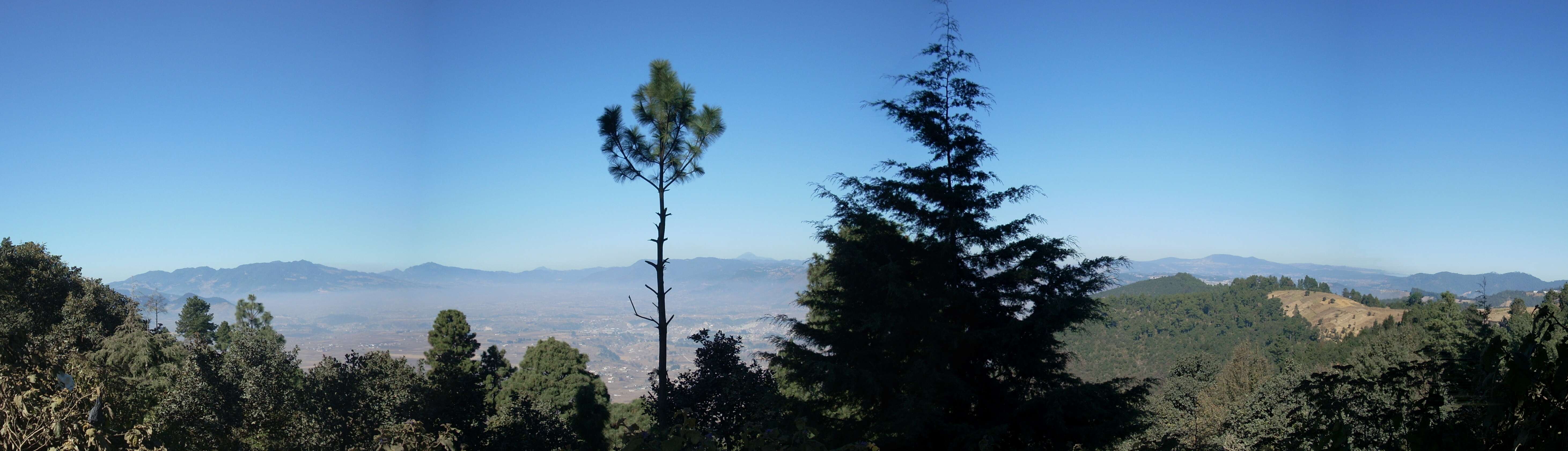 Image de Cyprès de Portugal