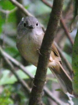 Image of Huet's Fulvetta