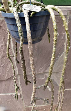 Image of Ceropegia stapeliiformis Haw.