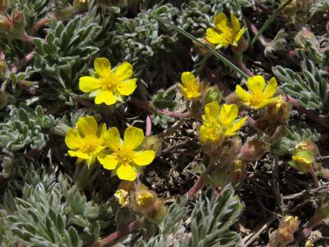 Image de Potentilla morefieldii B. Ertter