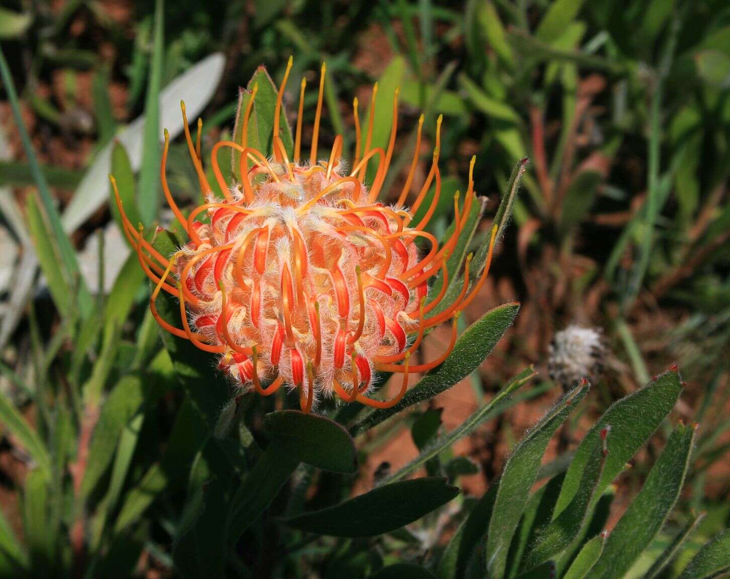 Imagem de Leucospermum gerrardii Stapf