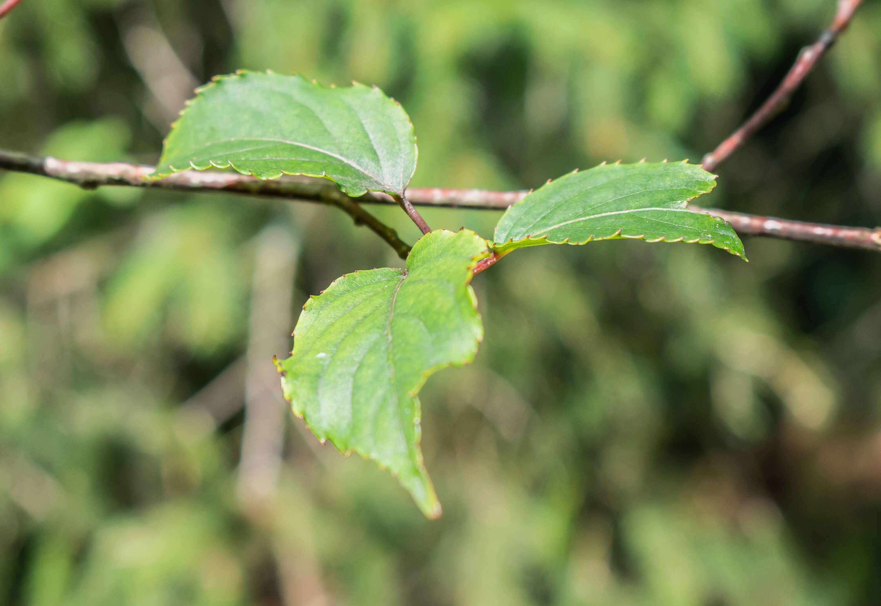 Image of Stachyurus chinensis Franch.