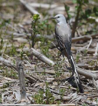 Image of Scissor-tailed Flycatcher