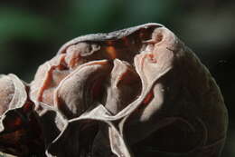 Image of ear fungus