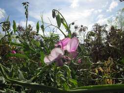 Lathyrus latifolius L. resmi