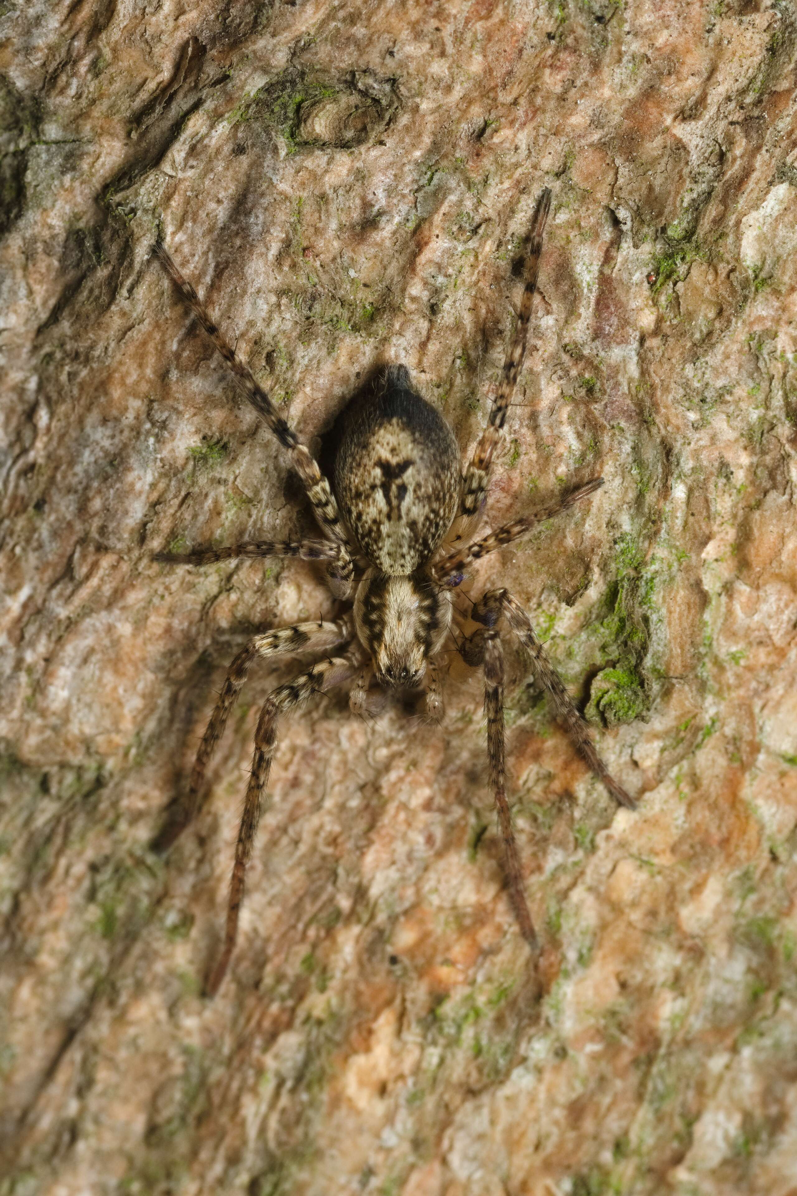 Image of Anyphaena accentuata (Walckenaer 1802)