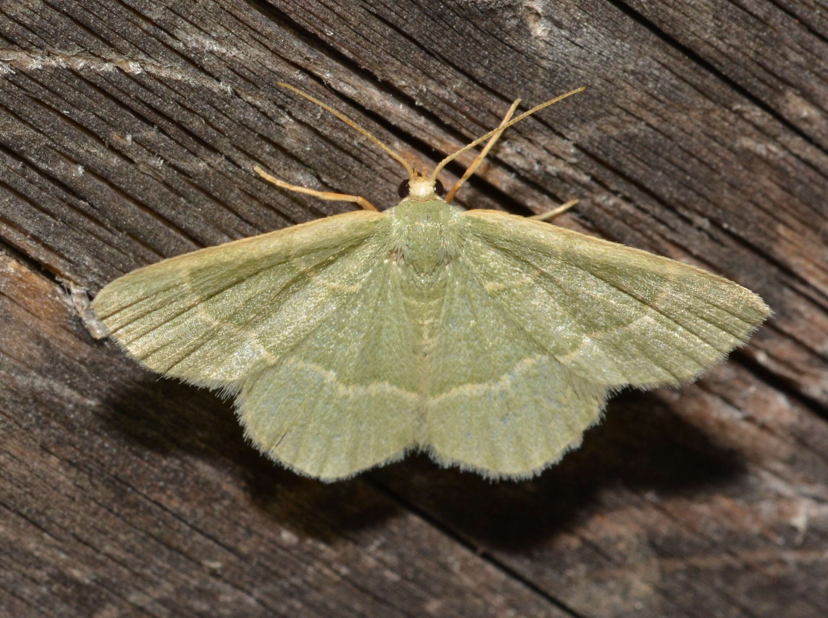Image of Thin-lined Chlorochlamys Moth