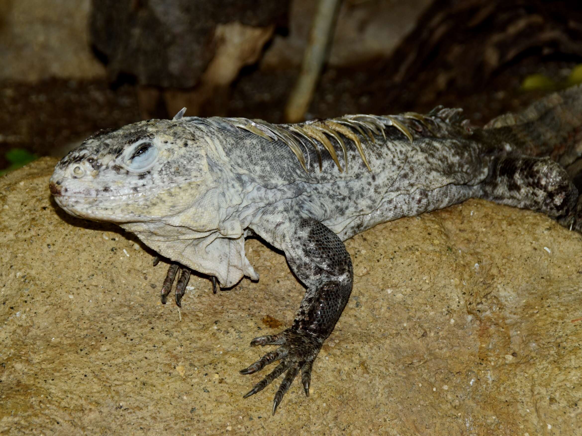 Image of Baker's Spinytail Iguana