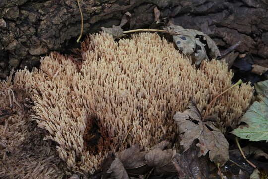 Image de Ramaria stricta (Pers.) Quél. 1888