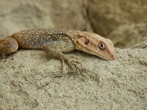 Image of Kashmir Rock Agama