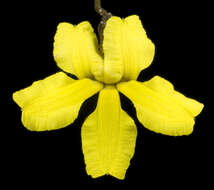 Image of Goodenia concinna Benth.