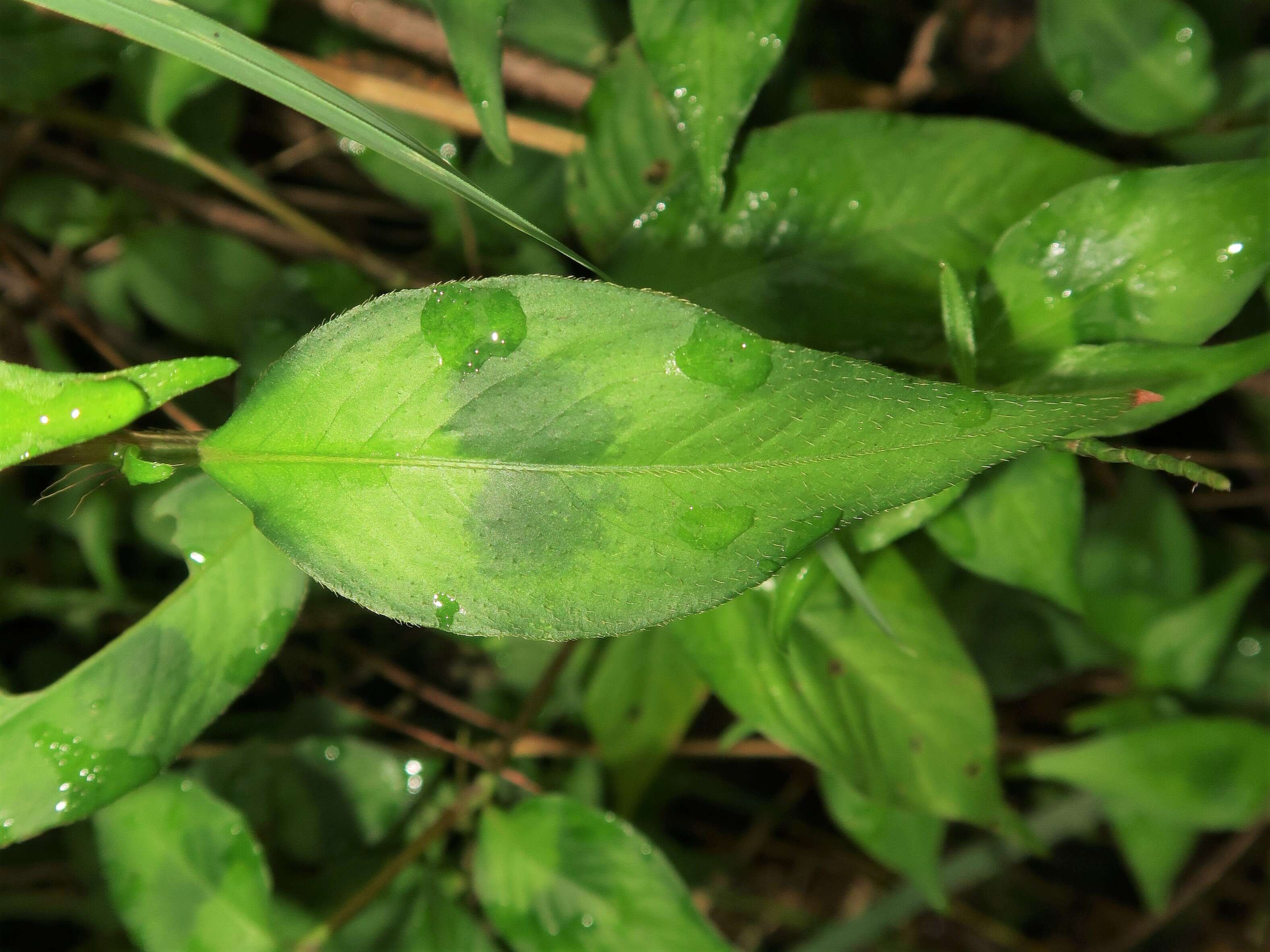 Image of Oriental Lady's-Thumb