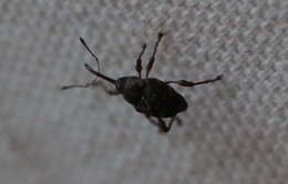 Image of Acorn weevil