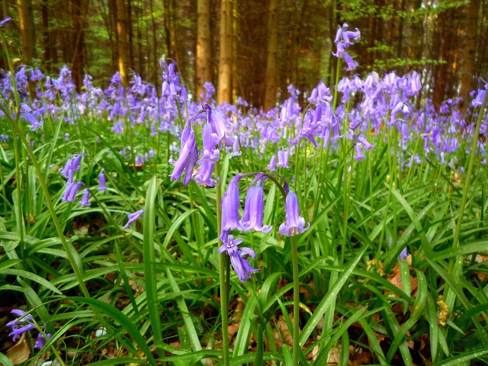 Image de jacinthe des bois