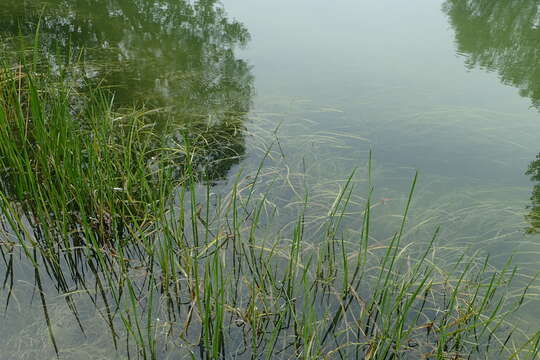 Image of flowering rush family