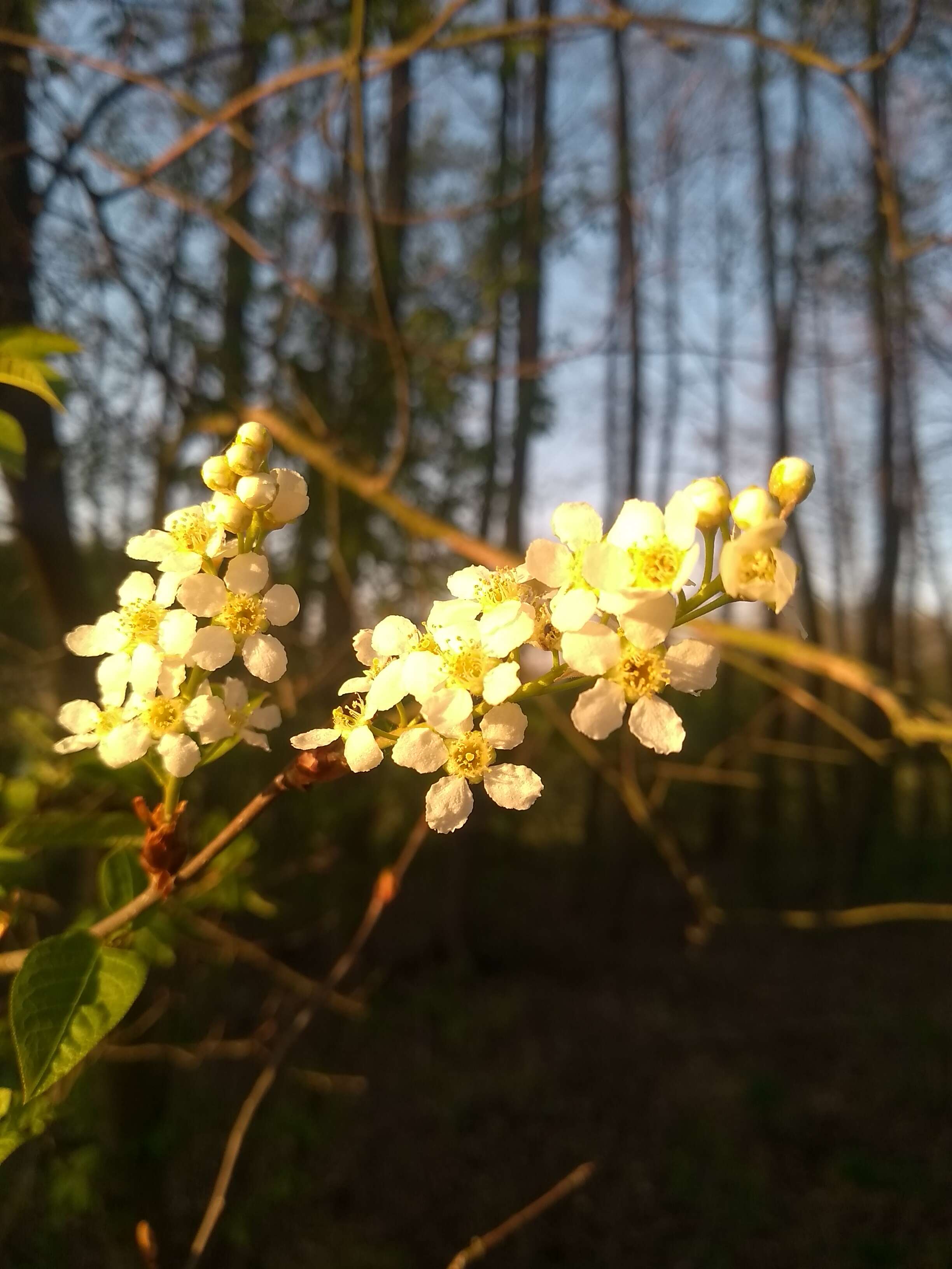 Prunus padus L. resmi