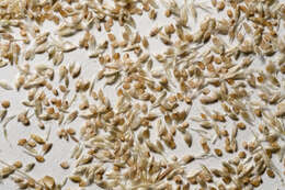 Image of mesa dropseed