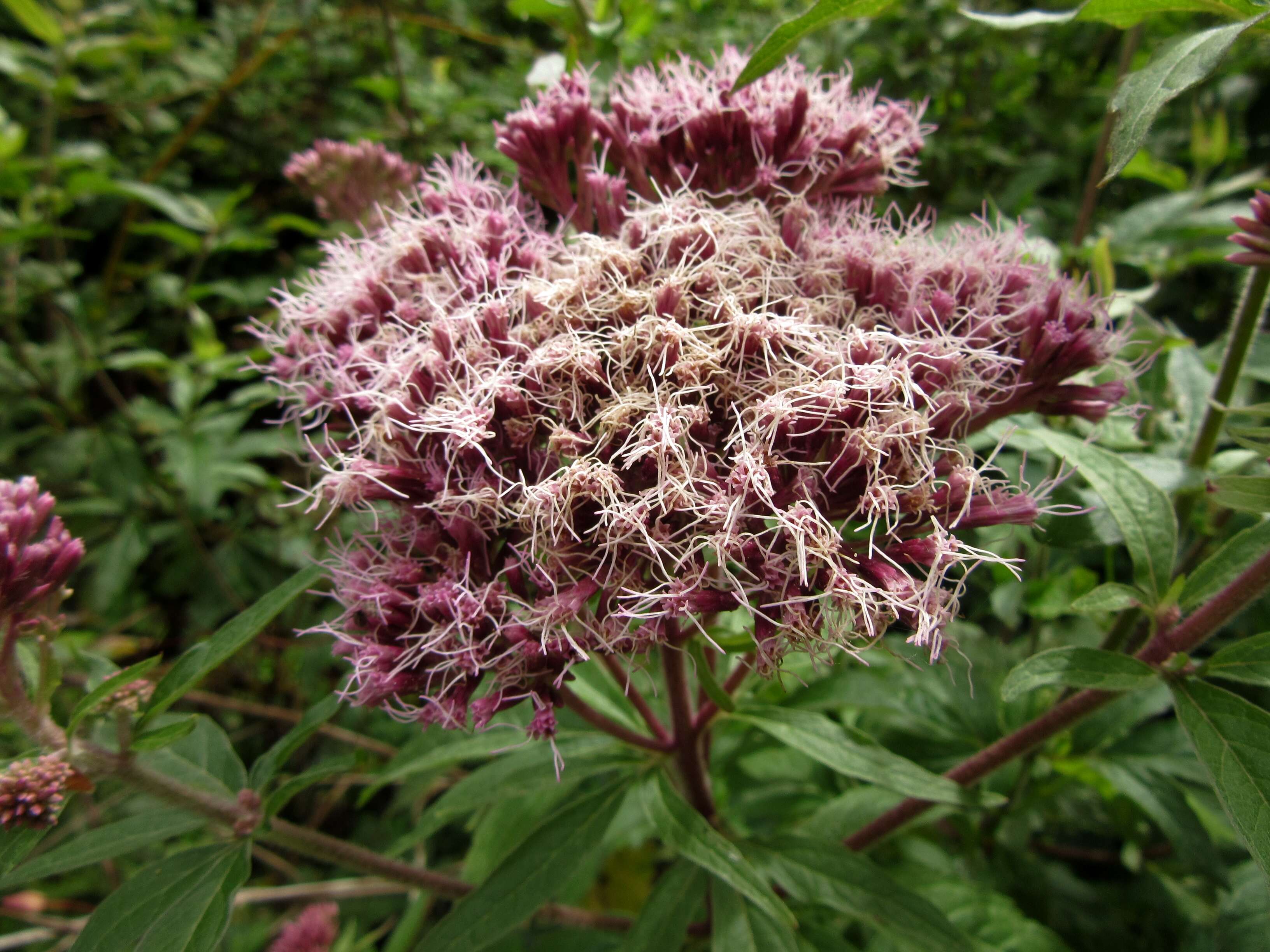 Image of hemp agrimony