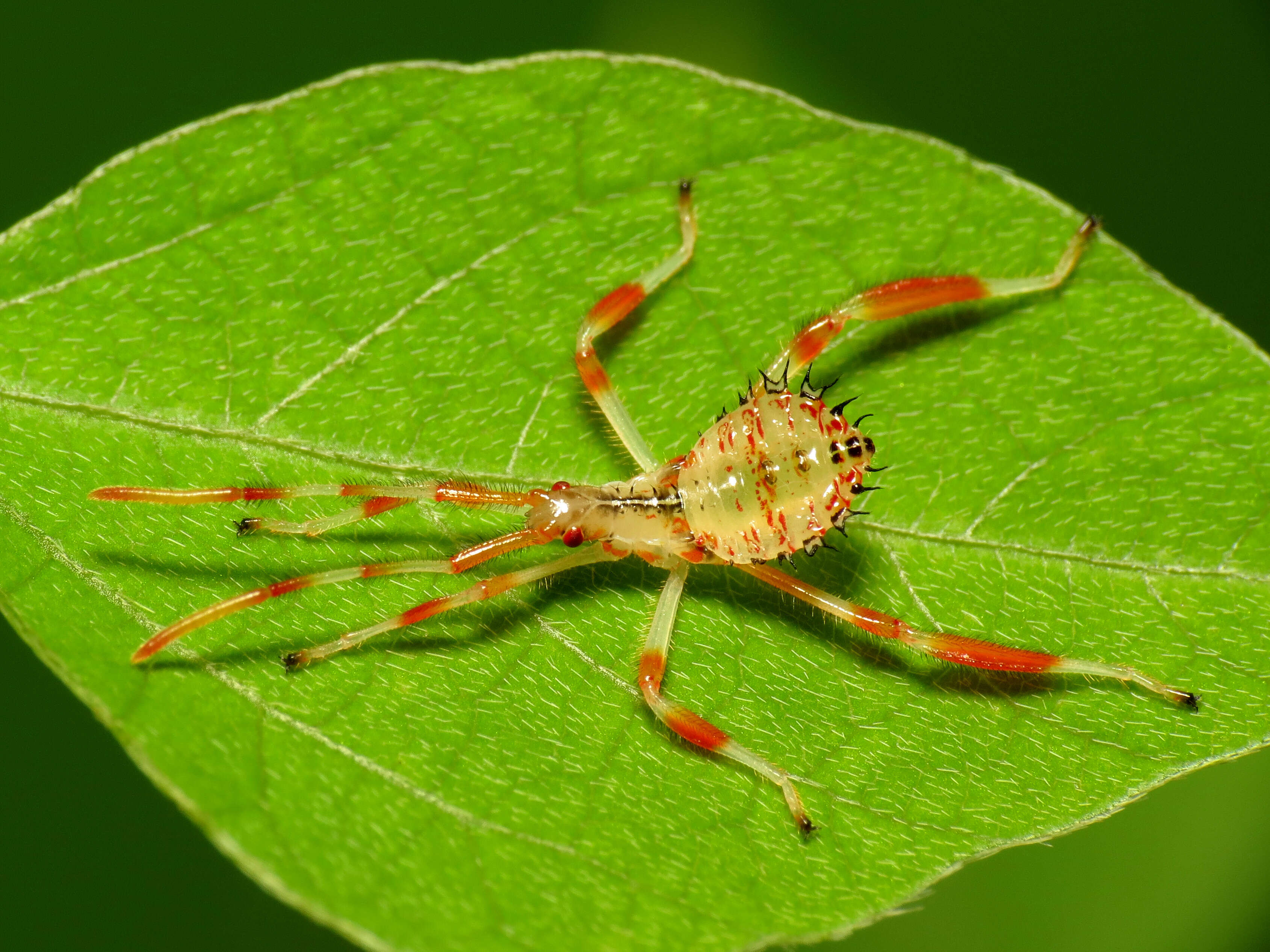 Image de Acanthocephala