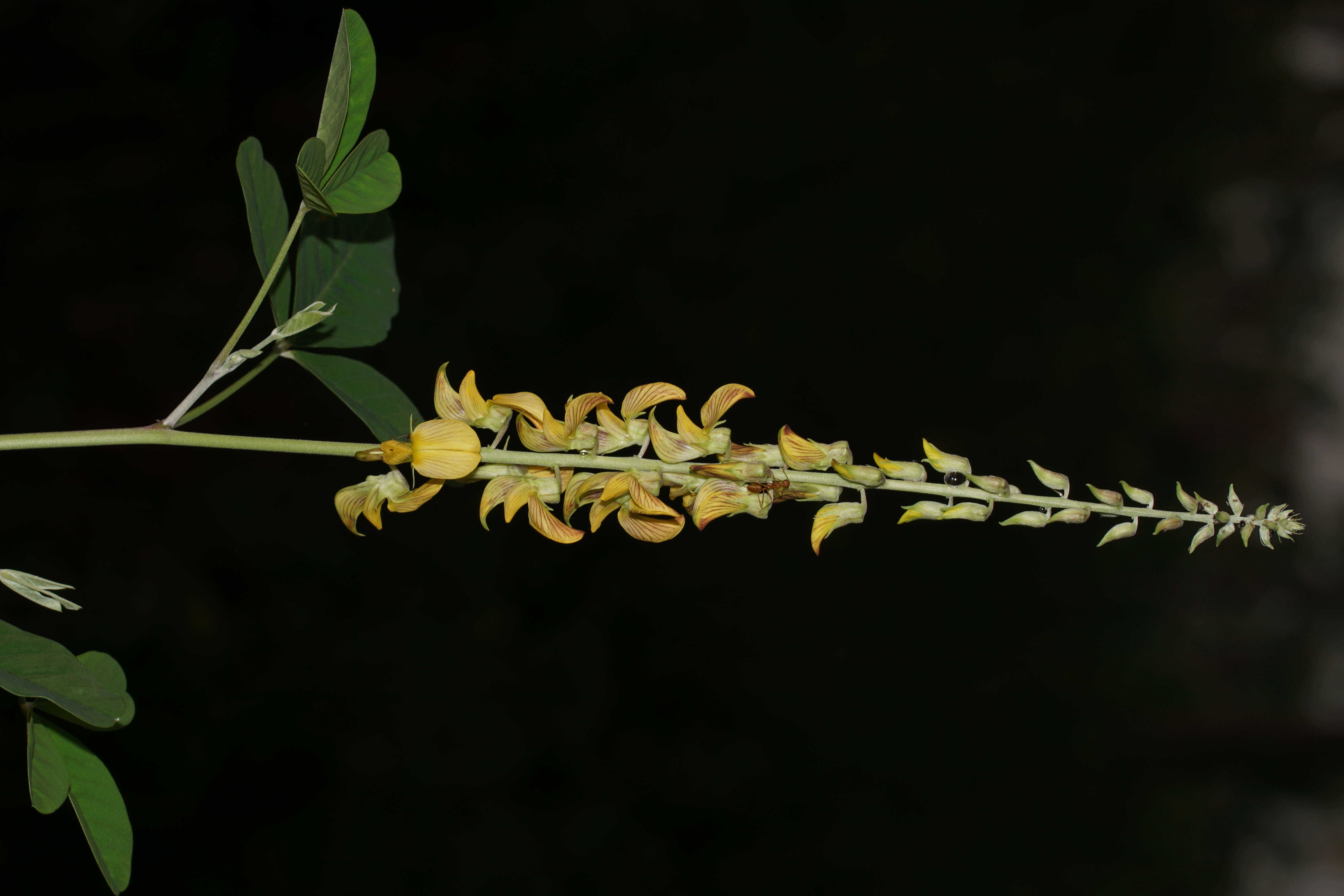 صورة Crotalaria pallida Aiton