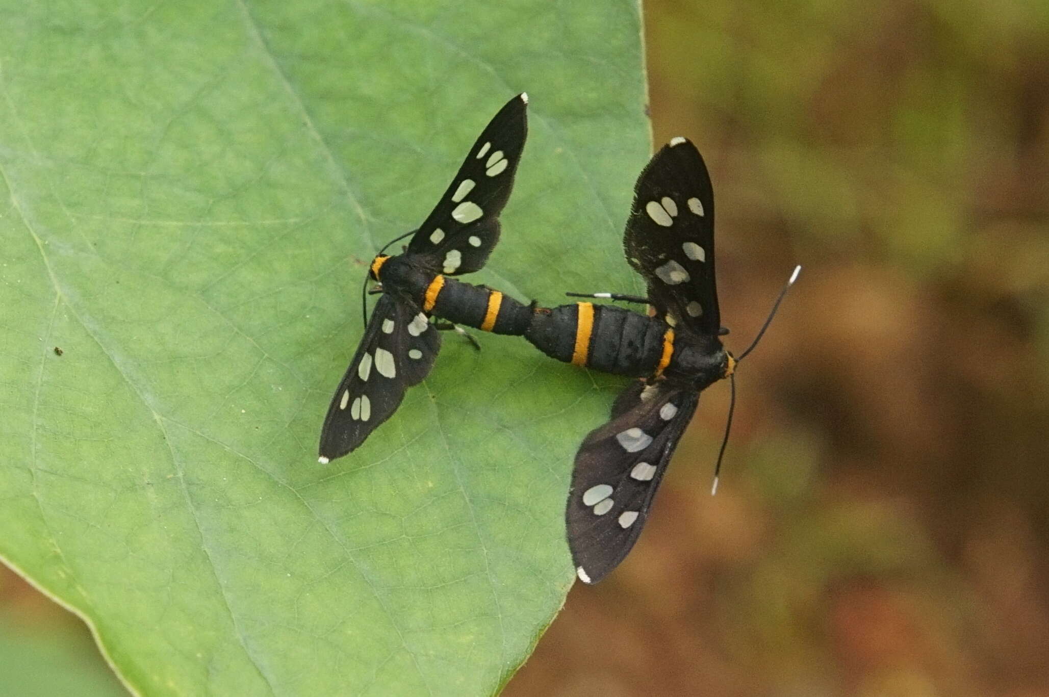 Image of Amata bicincta Kollar 1844