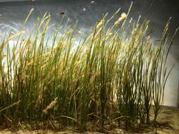 Image of Eelgrass