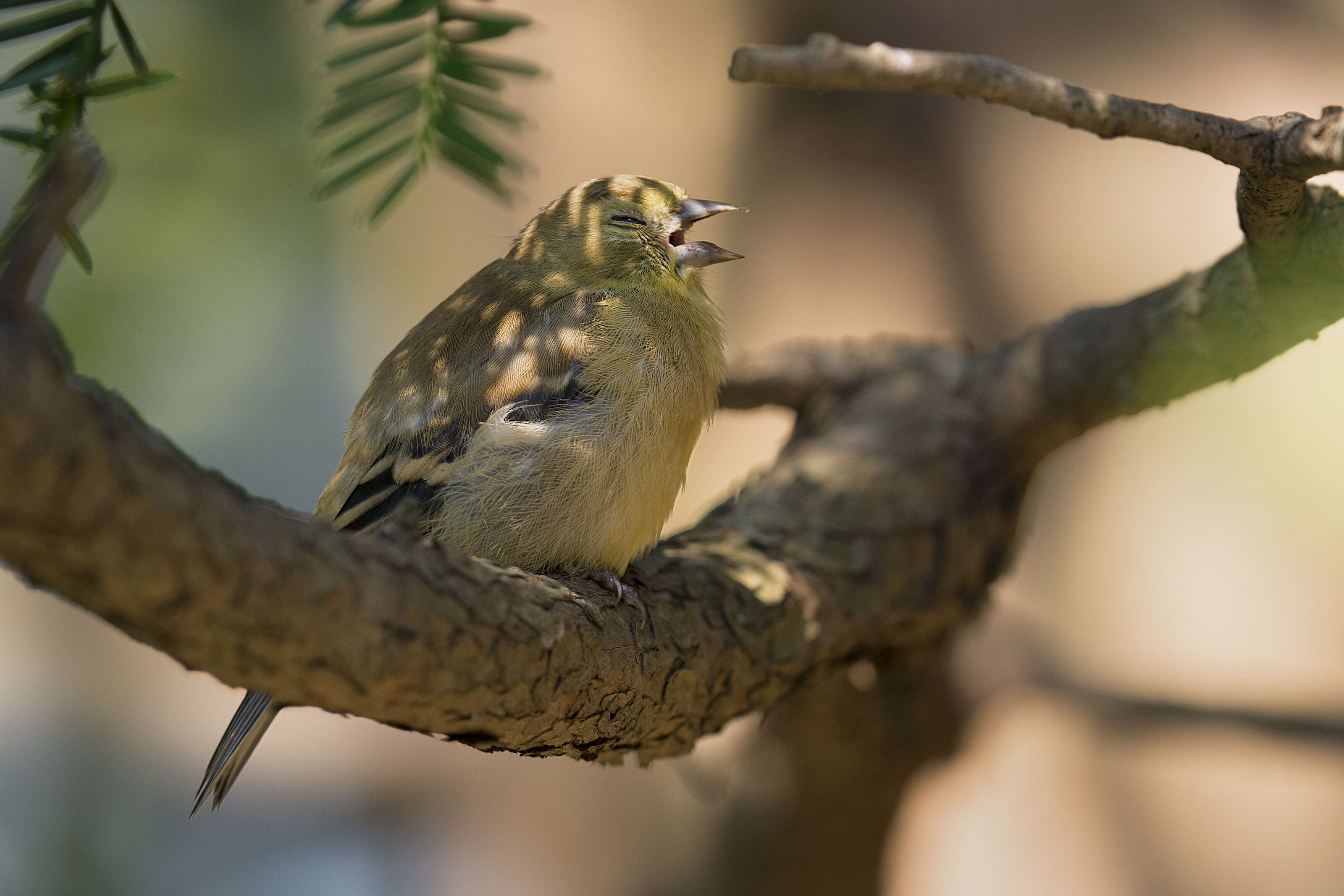 Image of American Goldfinch