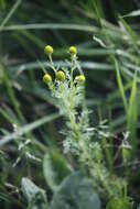 Image of disc mayweed