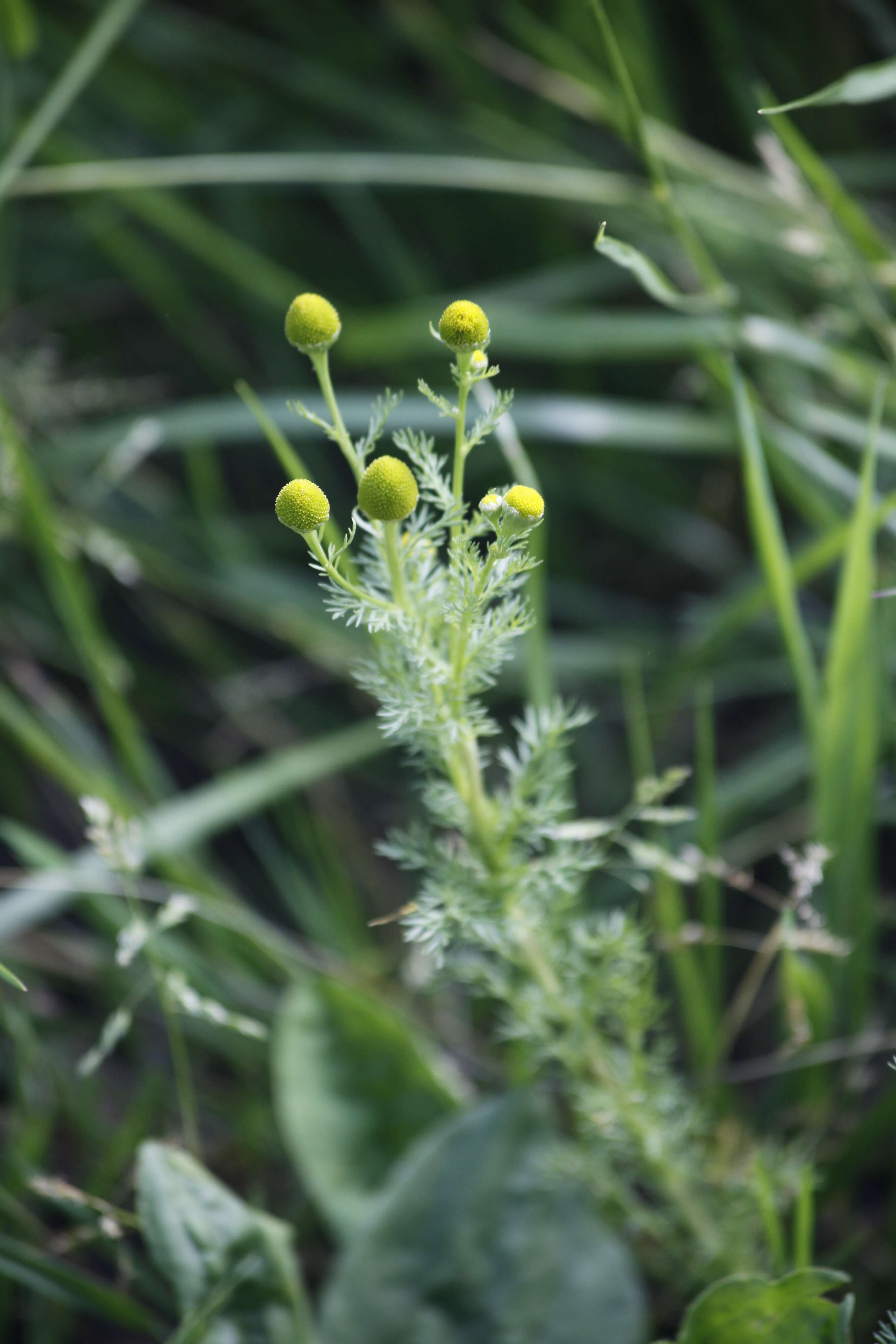 Слика од Matricaria discoidea DC.