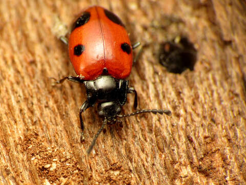 Image of Endomychus biguttatus Say 1824