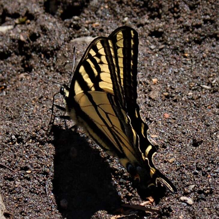 صورة Papilio rutulus Lucas 1852